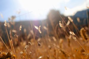 Plants move in the wind